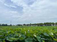 上海青西郊野公園｜上海避暑的水上自然園與綠野仙蹤