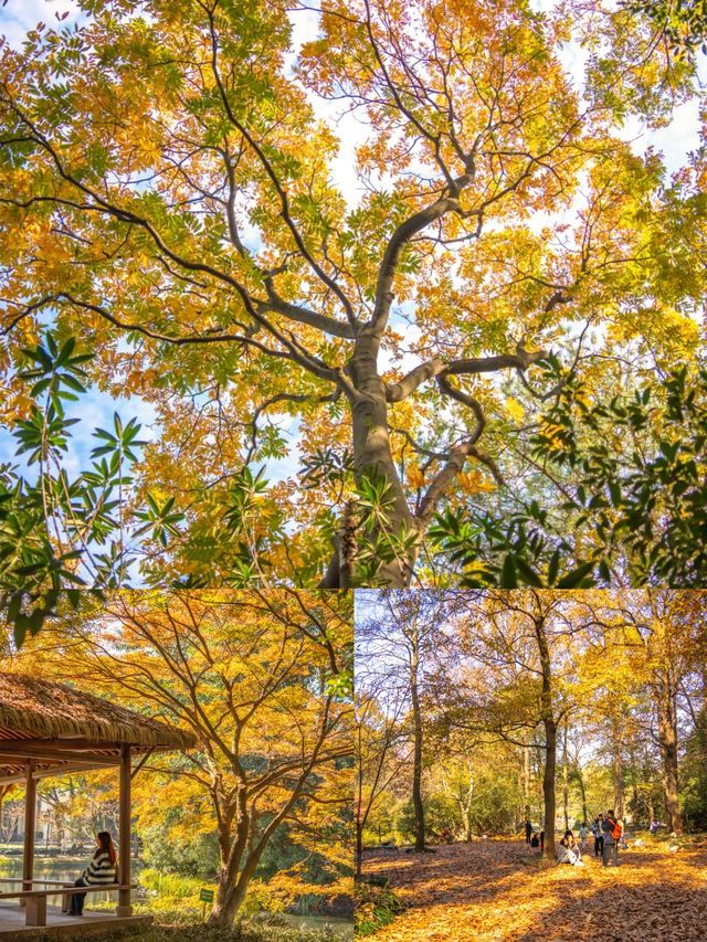 半個登頂本地人說這是杭州最好爬的山！