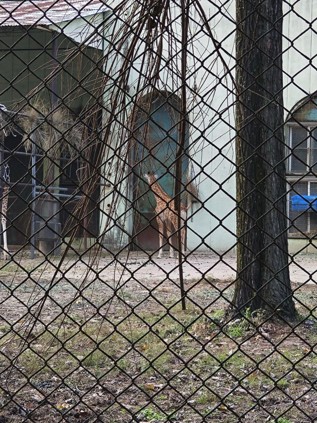 南京紅山動物園 | 誰還不知道動物園免費啦。