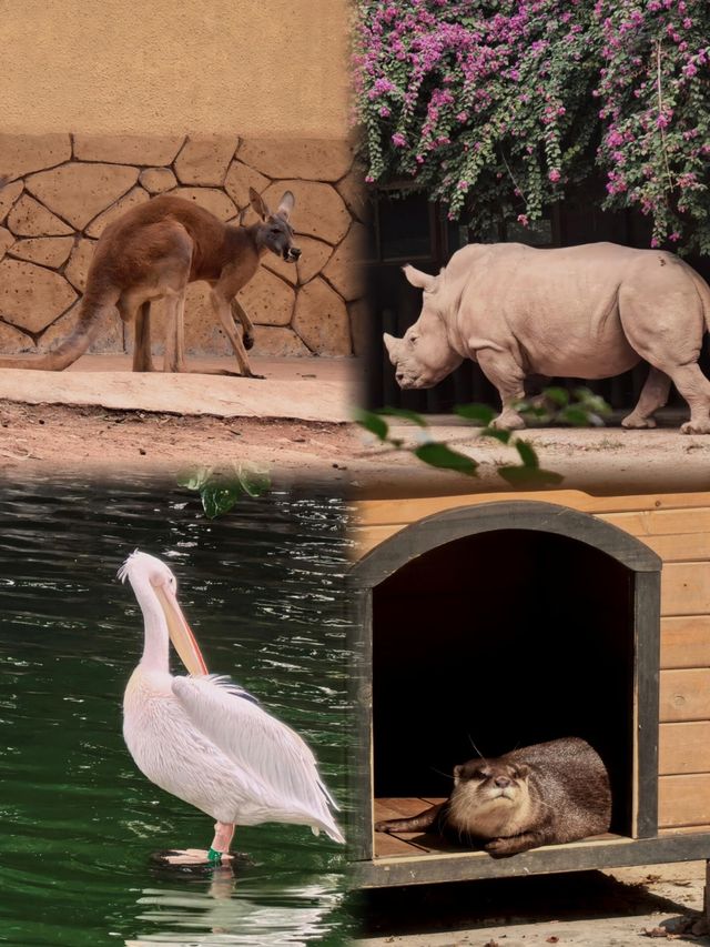 廣州動物園保姆級攻略 | 僅需 20 元暢玩一整天