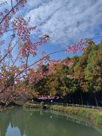 撈魚河公園——樹和鳥的樂土