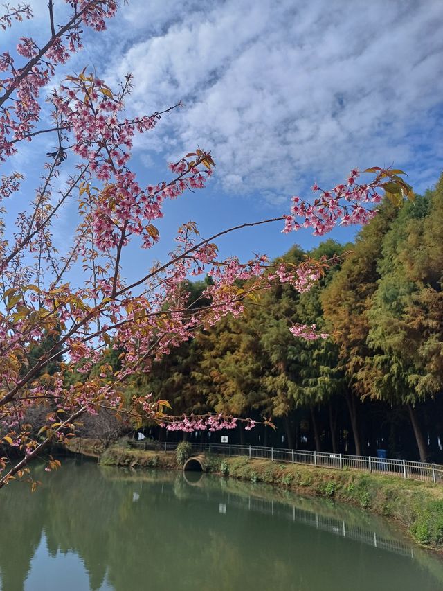 撈魚河公園——樹和鳥的樂土