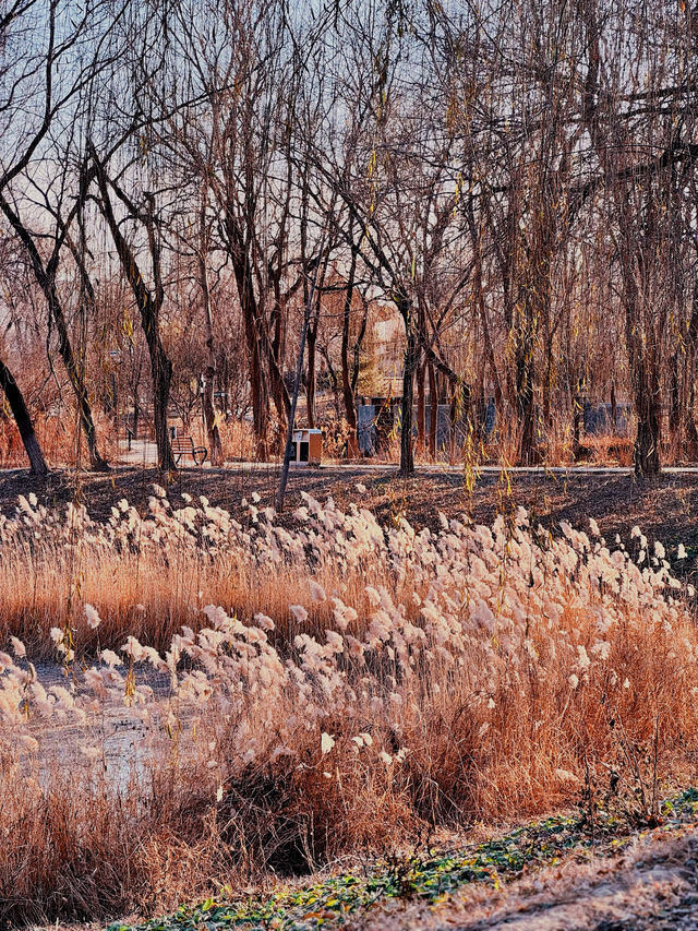 北京冬日逛公園34｜京城森林公園