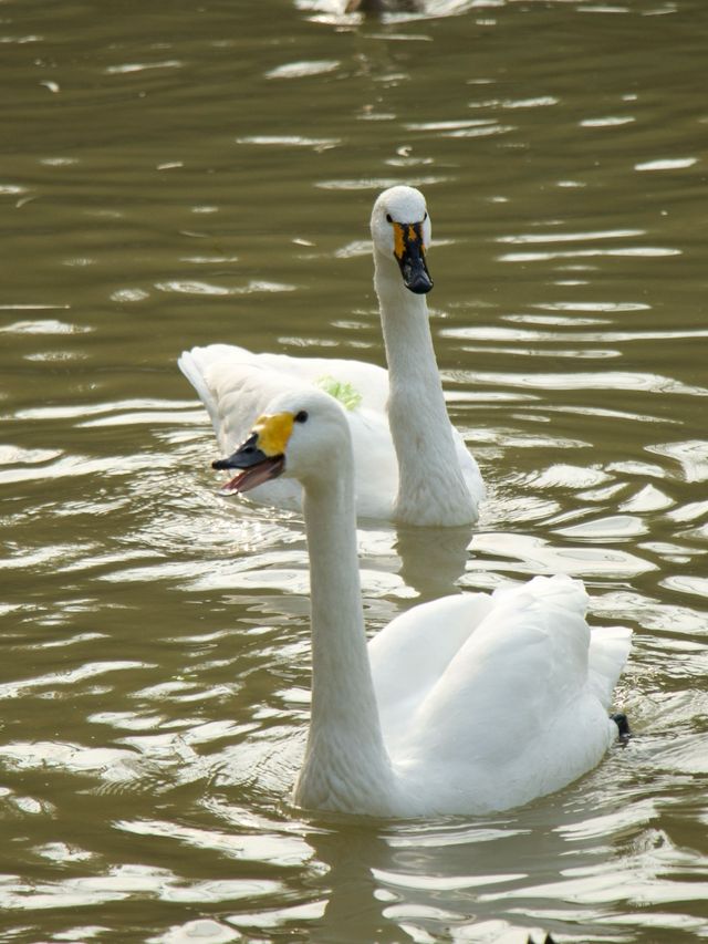 冬季反向遊 | 附上海動物園互動遊玩攻略