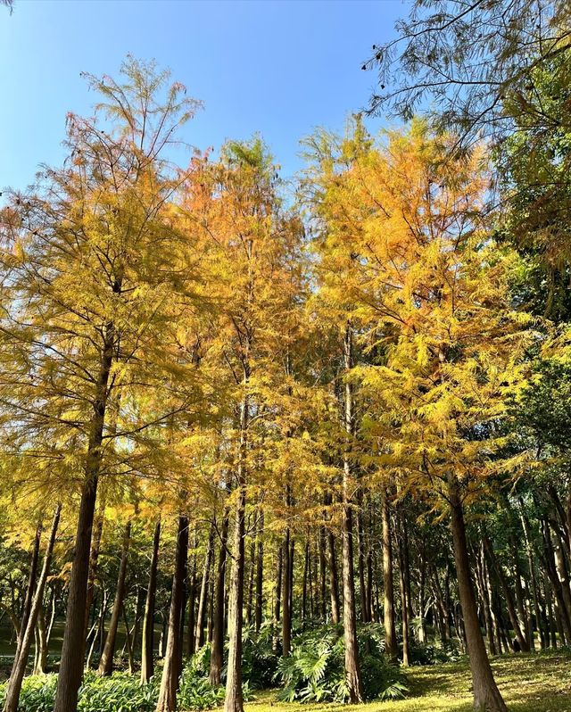 紅花嶺公園，落羽杉紅成一片童話世界