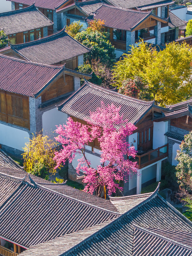 我宣布麗江這個地方會成為下一個拍照頂流