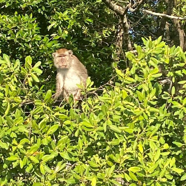 Kawa-Kawa River Cruise! 