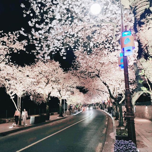 Best Cherry Blossam spots in South Korea 🌸🇰🇷