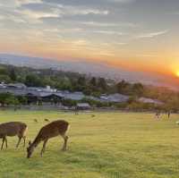 Nara one day trip