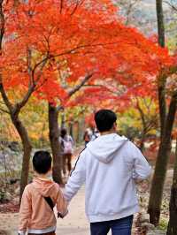 🍁 가을 단풍 명소 내장산국립공원