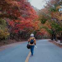 Autumn in Naejangsan – The Season of Yellow and Red