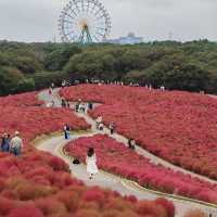 Let Nature’s Colour Paint Your Soul! -Hitachi Seaside Park