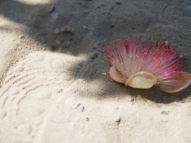 Samae Beach หาดแสม ทะเล เกาะล้าน ใกล้กรุงเทพ 