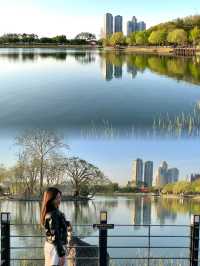 Evening Bliss at Suseongmot Lake: Blossoms, Swan Boats, and Sunset