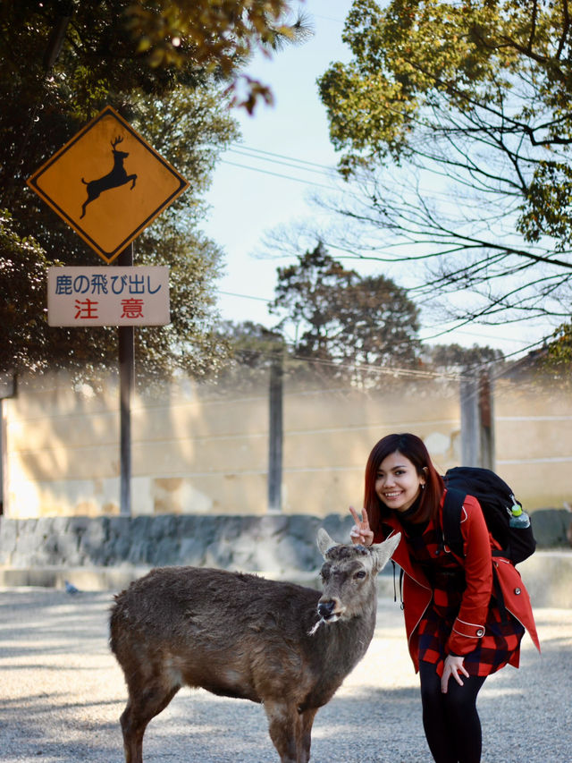 A Magical Encounter with Deer at Kasuga Taisha