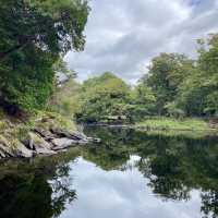 A Picturesque Walk Around Muckross Lake 🌲