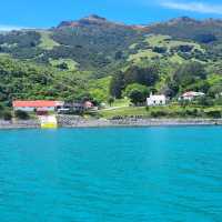 Akaroa Tour