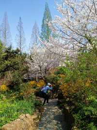 長風公園櫻花苑，春天玩點花的