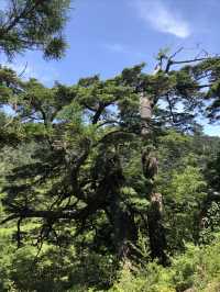 世界遺產 小眾秘境——日本霧久島