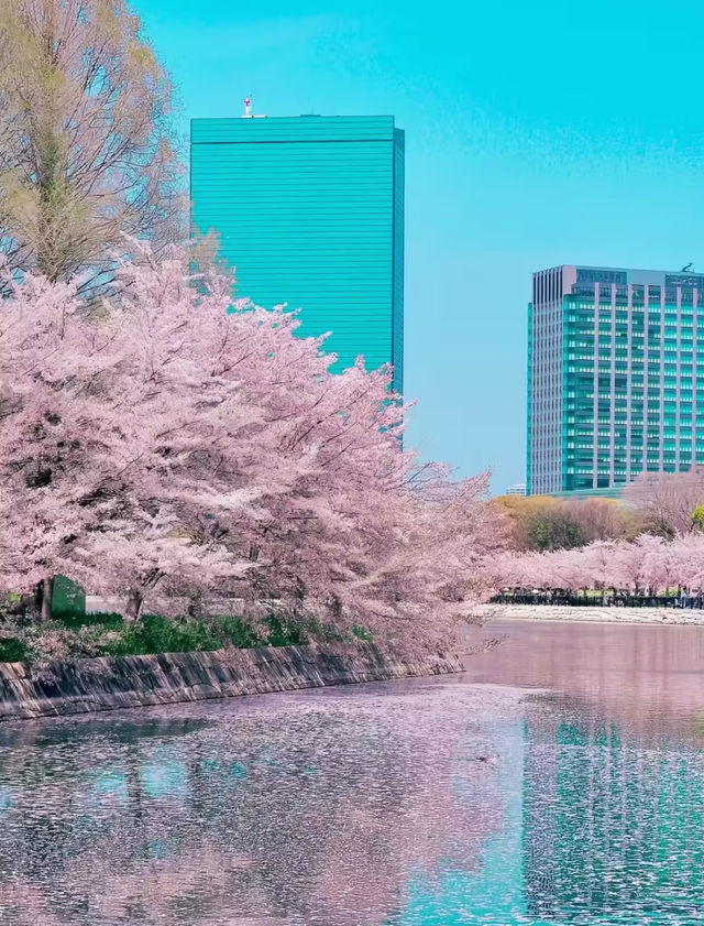 Osaka Castle park full of flowers 💐🇯🇵