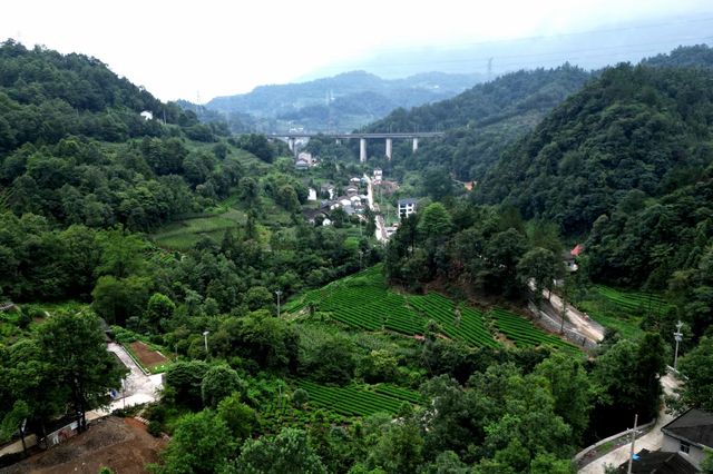 這裡被譽為最美茶園——老霧沖景區。