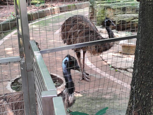 廣州動物園一遊。