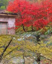 【四明山徒步】經典路線，茅鑊公園賞秋。