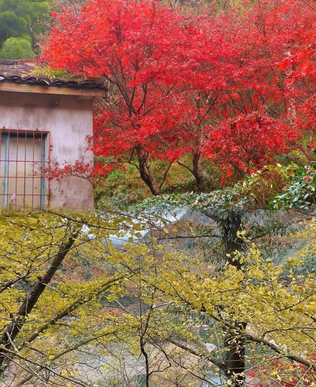 【四明山徒步】經典路線，茅鑊公園賞秋。