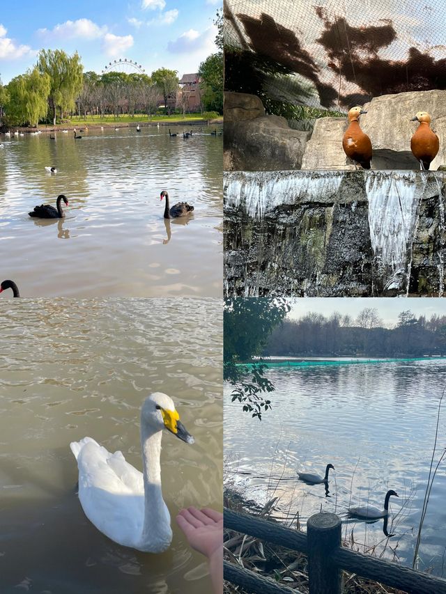 上海野生動物園省時省力，看完再去