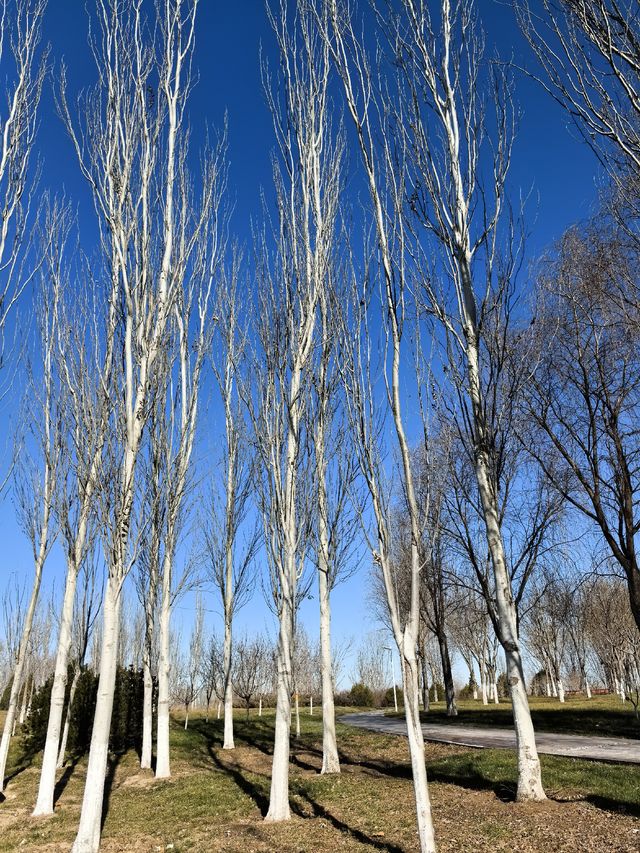 北京大興機場興旺公園冬日遛娃