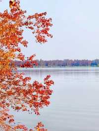 湖北武漢東湖～此刻東湖這裡水杉都紅啦，美得不像話