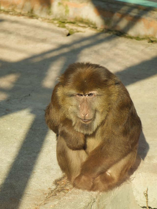 冬季反向目的地特色旅行好去處（附海南動物園攻略）