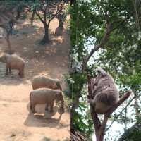 廣州長隆野生動物世界 攻略 