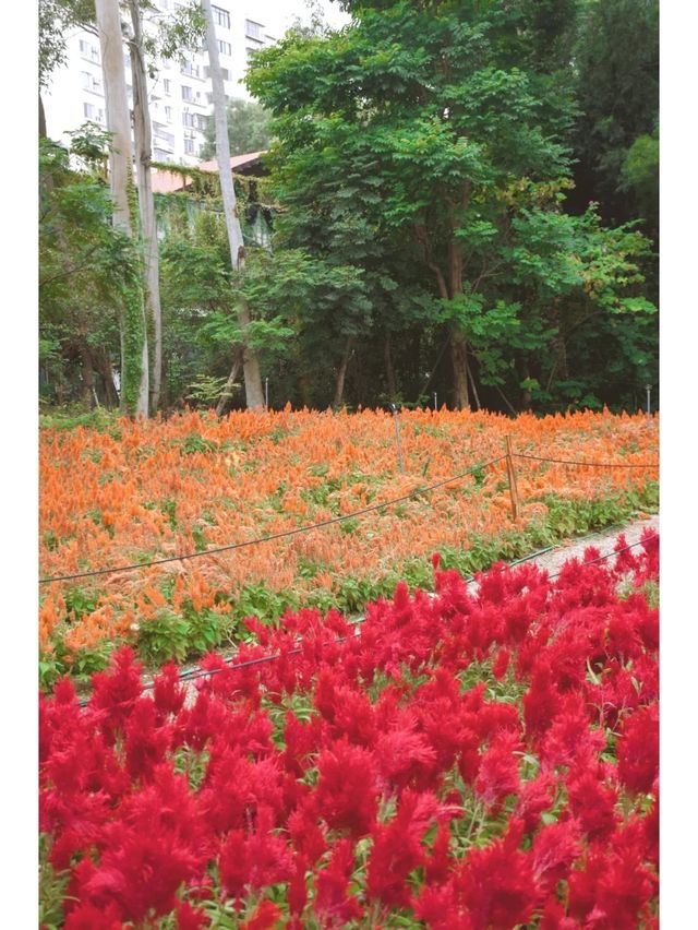 除了梅海花台和園博苑，忠仑公園的花海也很出色！！！