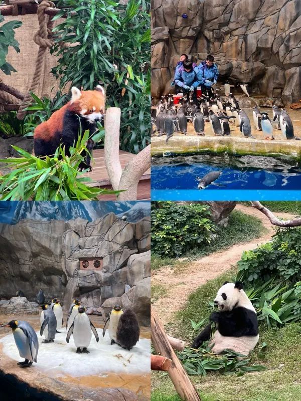 Ultimate Guide to Hong Kong Ocean Park: A Must-Read for Visitors!