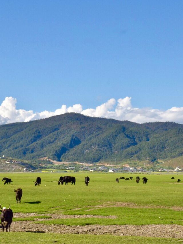 雲南麗江-香格里拉｜2天玩遍精華 不踩雷攻略