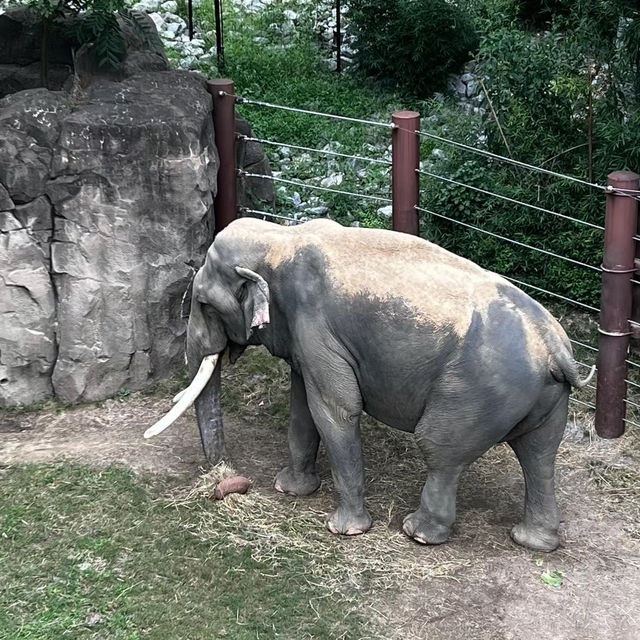 【馬來西亞國家動物園】近距離觀賞珍稀野生動物，獨一無二的體驗