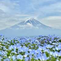 被花包圍的富士山