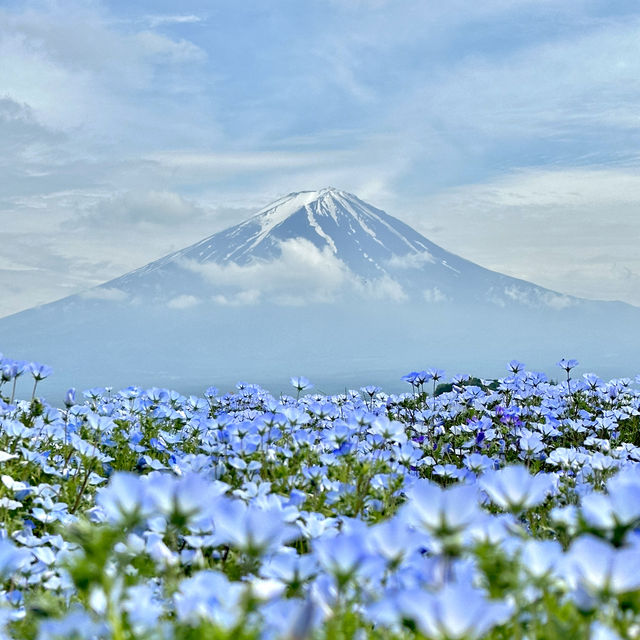 被花包圍的富士山