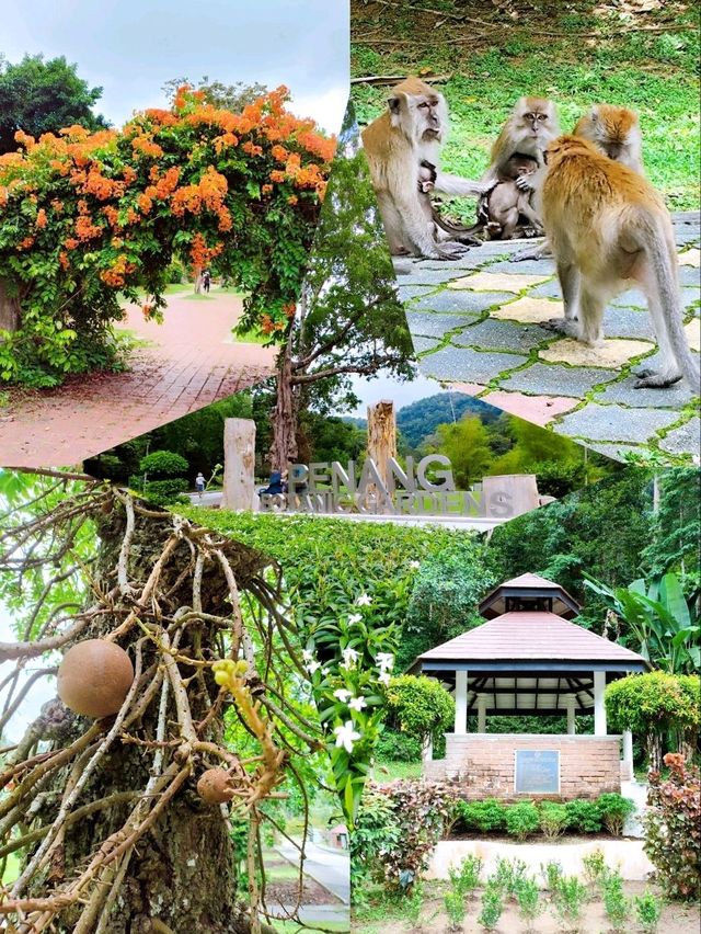 Peaceful Stroll at Penang Botanic Gardens 