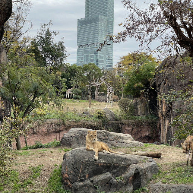 大阪旅遊之～天王寺動物園