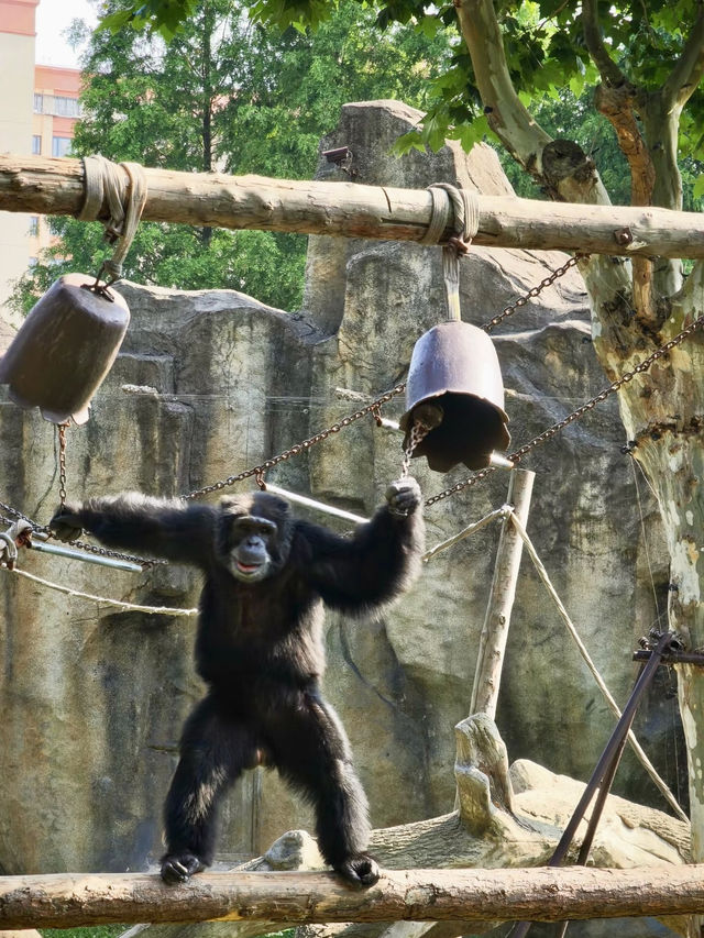 野趣漫遊：在上海野生動物園的奇妙邂逅