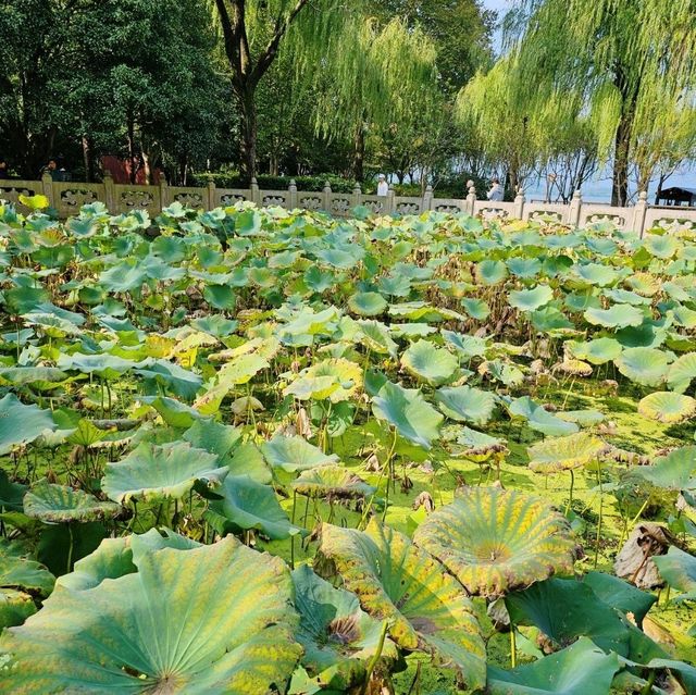 A Perfect Day at West Lake, Hangzhou: Scenic Serenity Awaits!