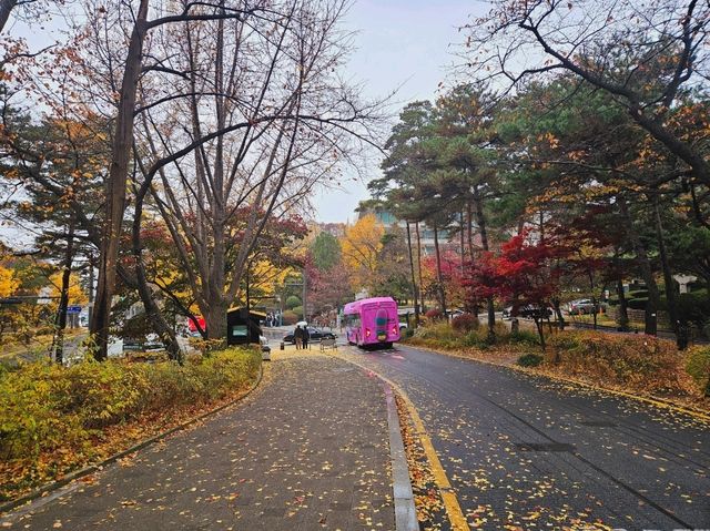 A nice trail of autumn foliage at Namsan Park trail