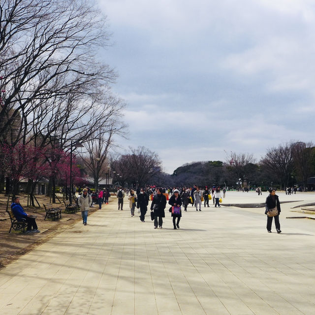 Embracing Tranquility at Ueno Park’s Scenic Avenues!