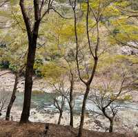 Blossoms on Rails: A Magical Ride on the Sagano Romantic Train!