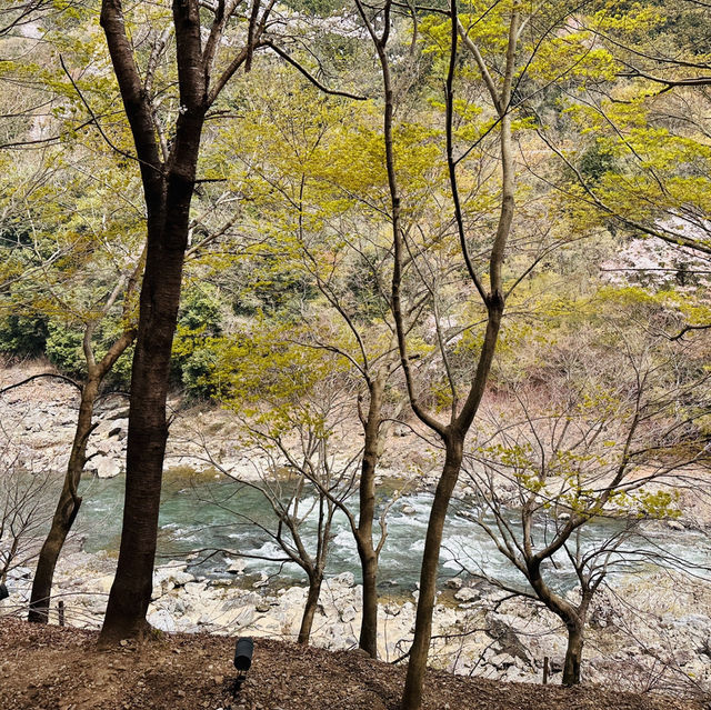 Blossoms on Rails: A Magical Ride on the Sagano Romantic Train!