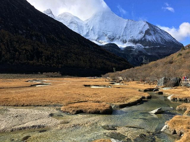 稻城亞丁洛絨牛場