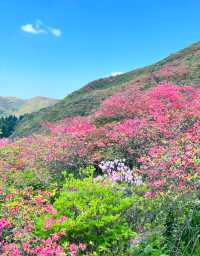 大圍山10萬畝杜鵑花進入最佳觀賞期