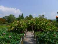 熱帶植物園·百花園——花的海洋。